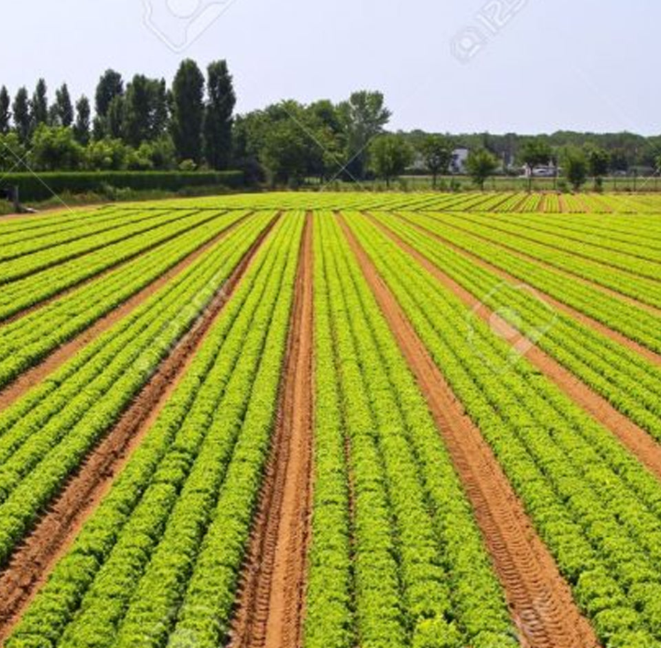 agriculture